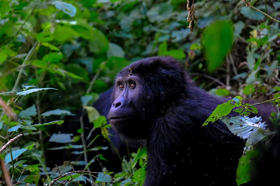 Dia Mundial do Gorila